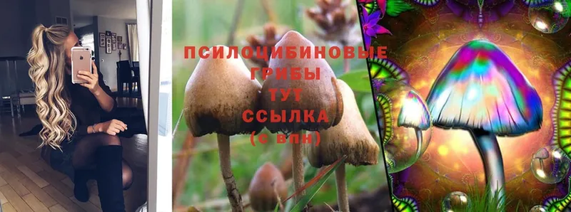 даркнет наркотические препараты  мега ссылка  Галлюциногенные грибы MAGIC MUSHROOMS  Ленинградская  наркота 